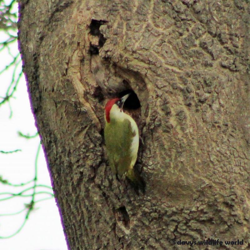 woodpecker