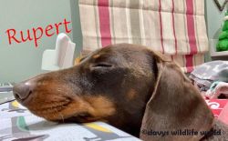 Rupert