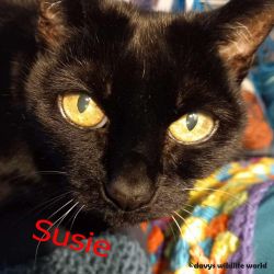 SUSIE